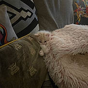 Cotton is registered to the contest to win money with this photo: kitten, cat, blanket, couch, pillow, furniture, indoor, cozy, cute, pet, furry, soft, resting, animal, small, sleepy, comfort, home, relaxing, patterned