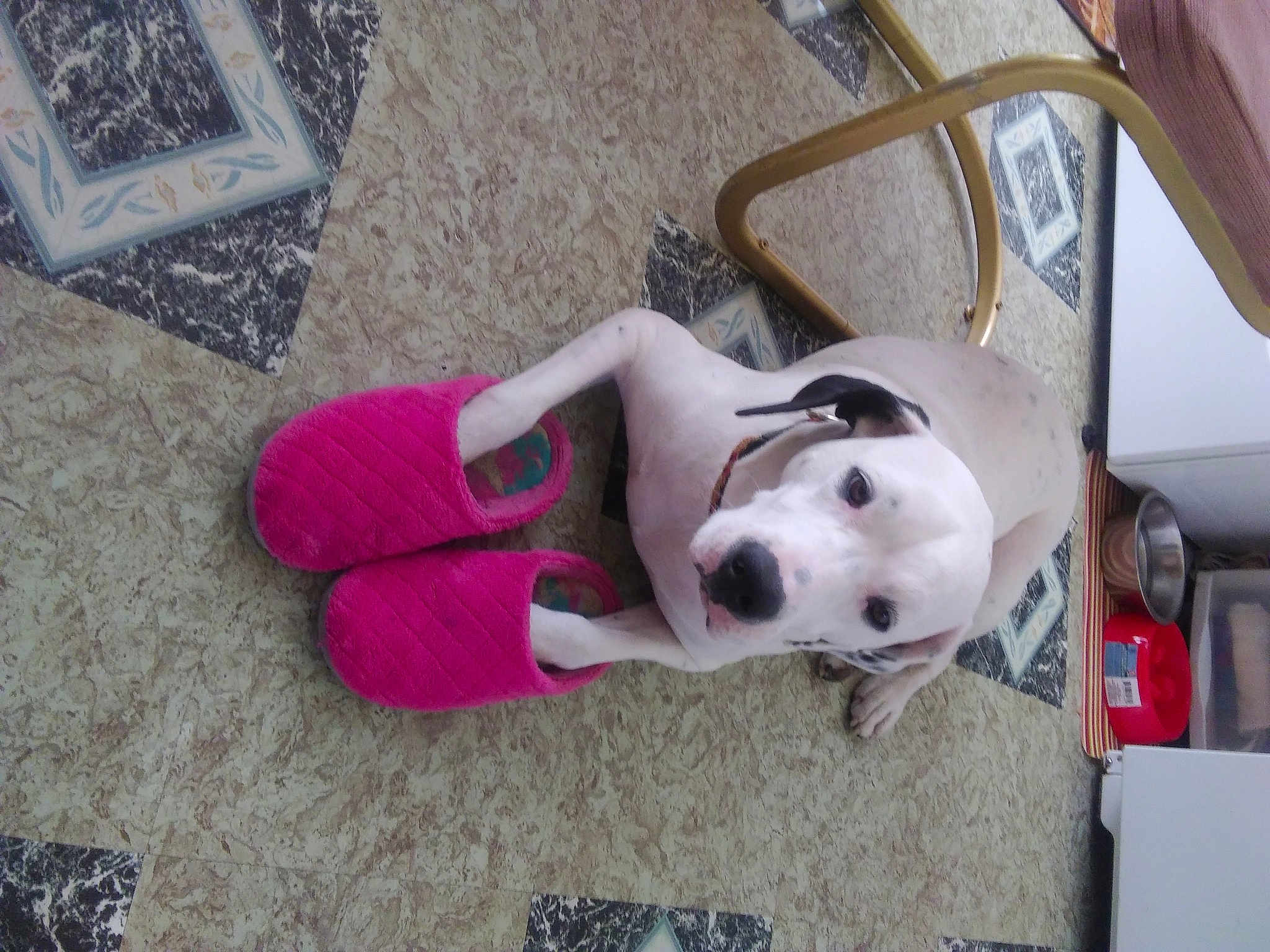Daisy