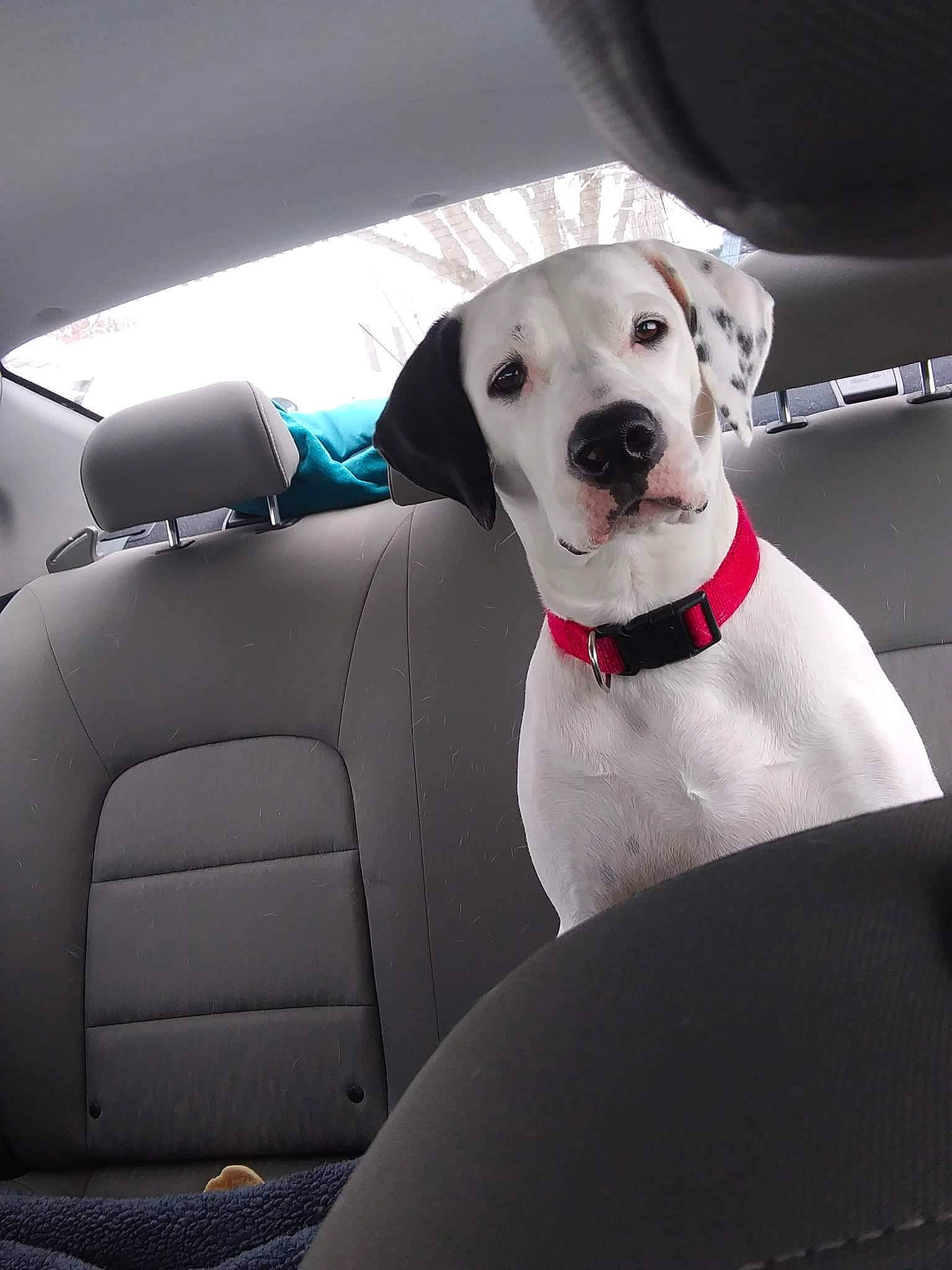Daisy is registered to the contest to win money with this photo: automotive_design, automotive_exterior, car, car_seat, car_seat_cover, carnivore, collar, comfort, companion_dog, dog, dog_breed, dog_collar, fawn, land_vehicle, motor_vehicle, snout, sporting_group, vehicle, vehicle_door, working_animal