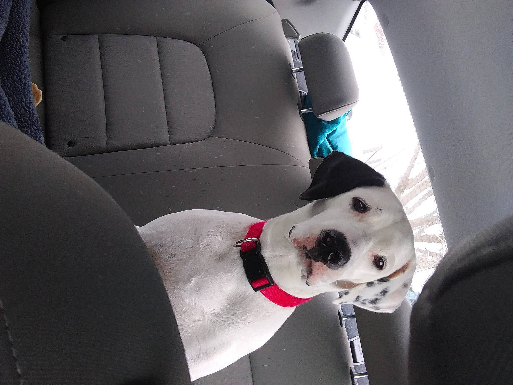 Daisy joined the competition — help win amazing prizes! auto_part, automotive_design, car, car_seat, car_seat_cover, carnivore, collar, companion_dog, dog, dog_collar, formal_wear, head_restraint, motor_vehicle, personal_luxury_car, seat_belt, smile, tie, vehicle, vehicle_door, white