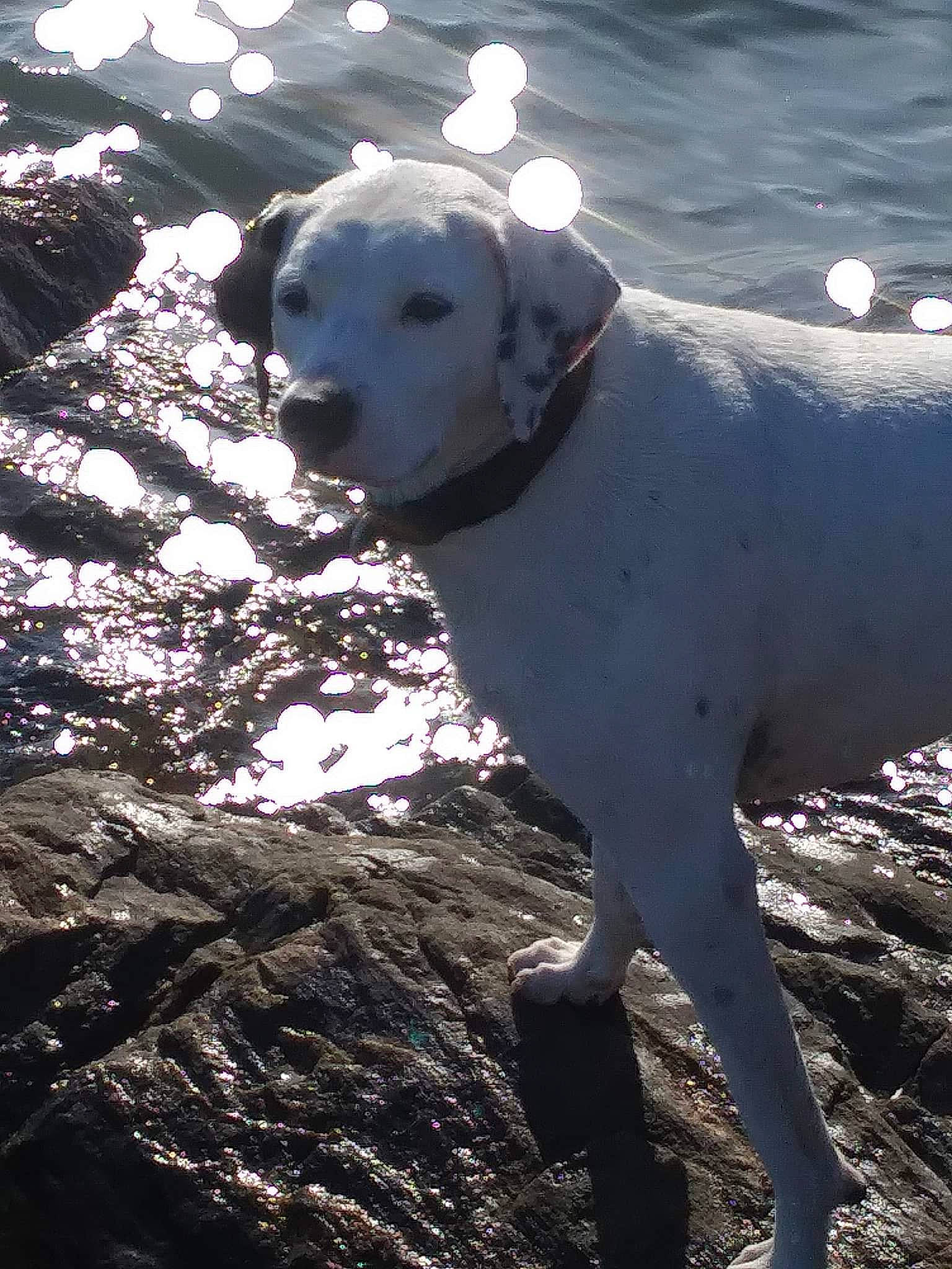 Daisy joined the competition — help win amazing prizes! ball, canidae, carnivore, collar, companion_dog, dog, dog_breed, dog_collar, fawn, gun_dog, light, monochrome_photography, reflection, shadow, snout, sunlight, tail, tree, water, working_animal