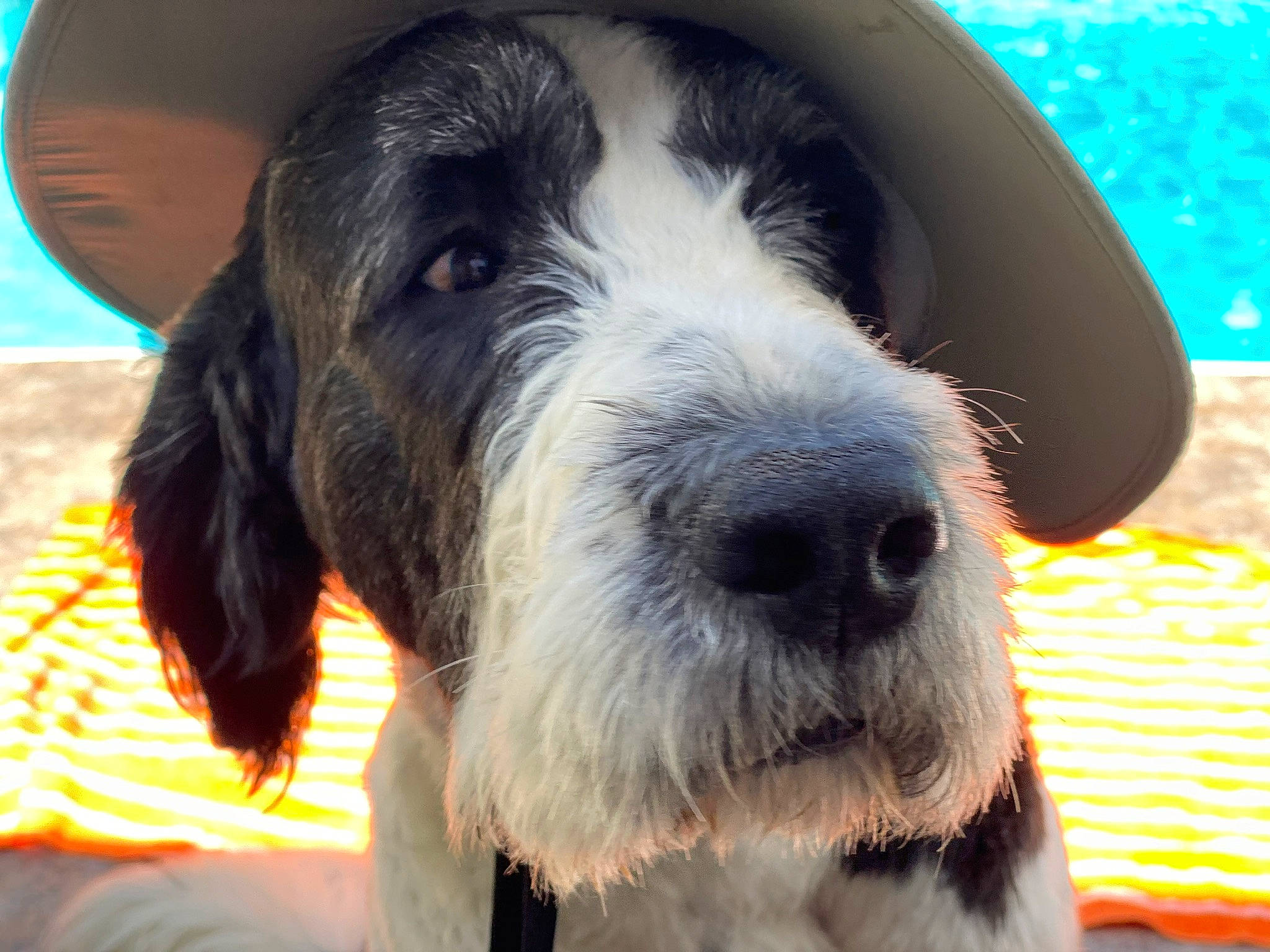 Reginald is registered to the contest to win money with this photo: canidae, carnivore, comfort, companion_dog, dog, dog_breed, ear, fur, giant_dog_breed, puppy, schnauzer, small_terrier, snout, sporting_group, terrestrial_animal, terrier, water, whiskers, working_animal, working_dog