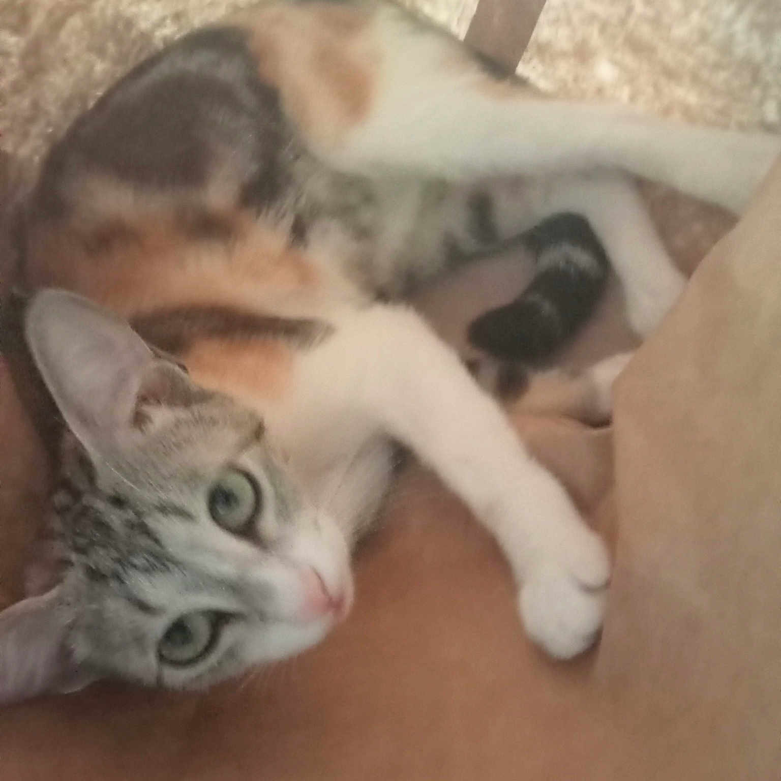 Pepita