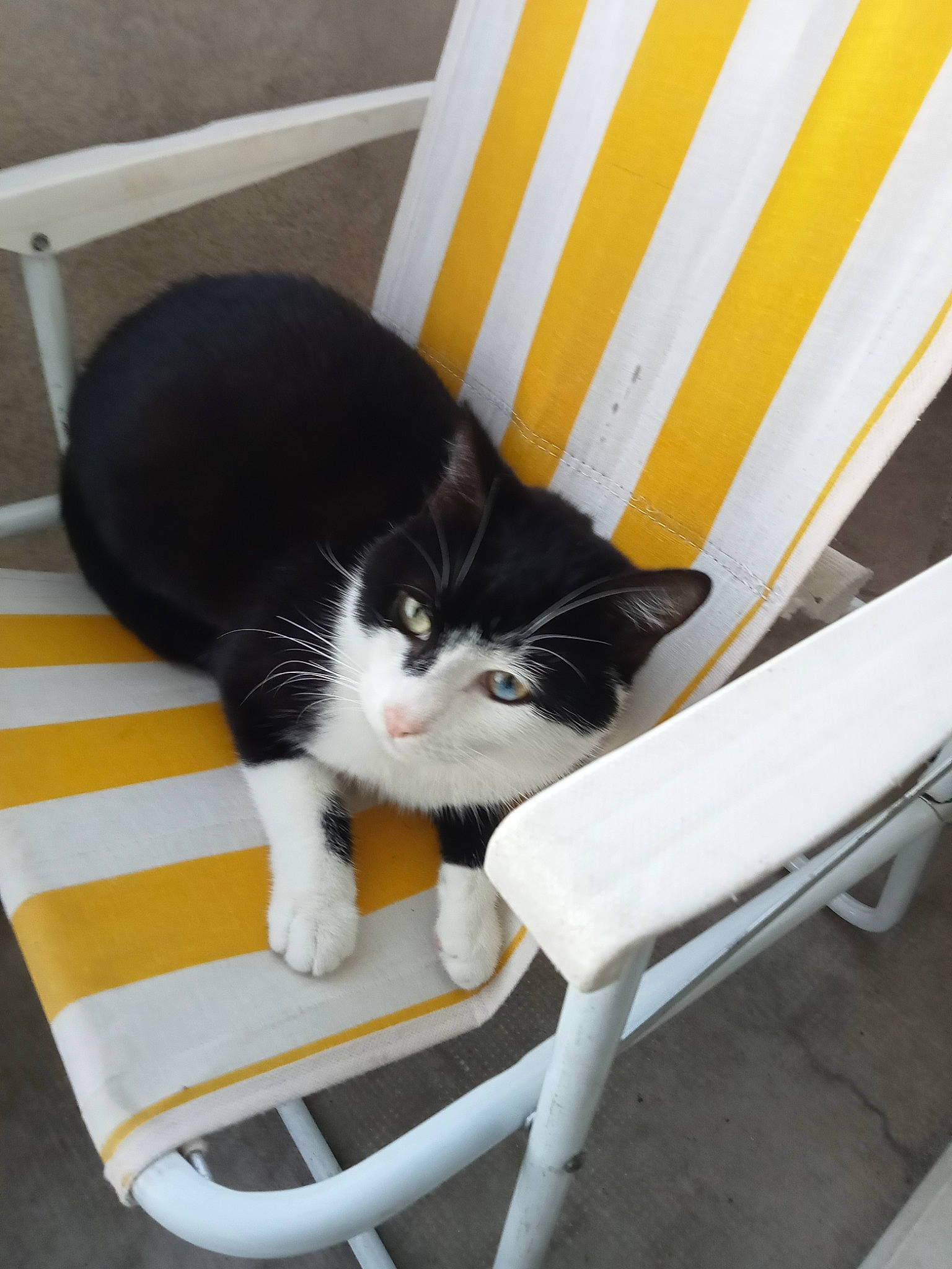 Cowboy a rejoint le concours — aidez-le/la à gagner de superbes lots ! carnivore, cat, cat_supply, comfort, domestic_short_haired_cat, felidae, flooring, fur, outdoor_furniture, pet_supply, sitting, small_to_medium_sized_cats, tail, whiskers, white