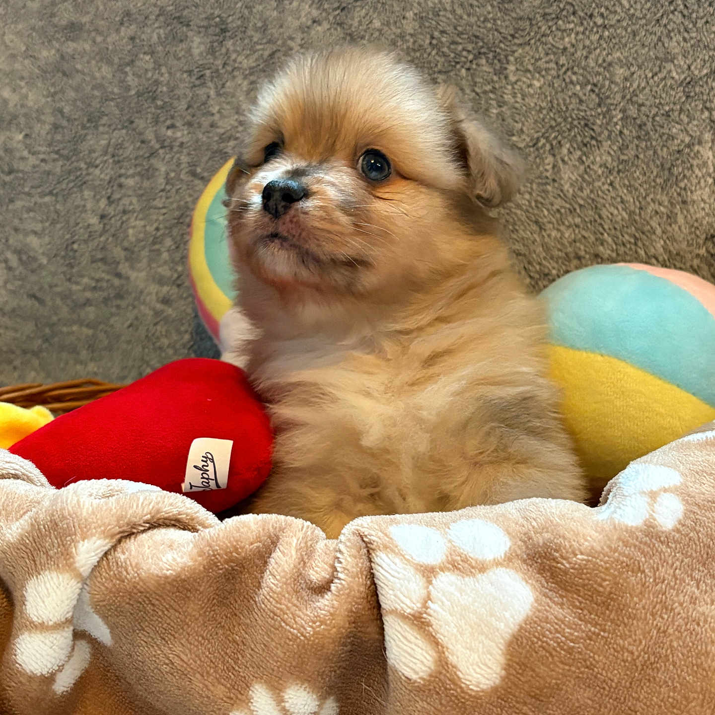 Aiko participe au concours pour gagner de l'argent avec cette photo : adorable, animal, blanket, close_up, colorful_ball, cozy, cute, dog, fluffy, fur, heart_shaped_toy, indoor, mammal, paw_print, pet, puppy, small_dog, soft_texture, toy, young