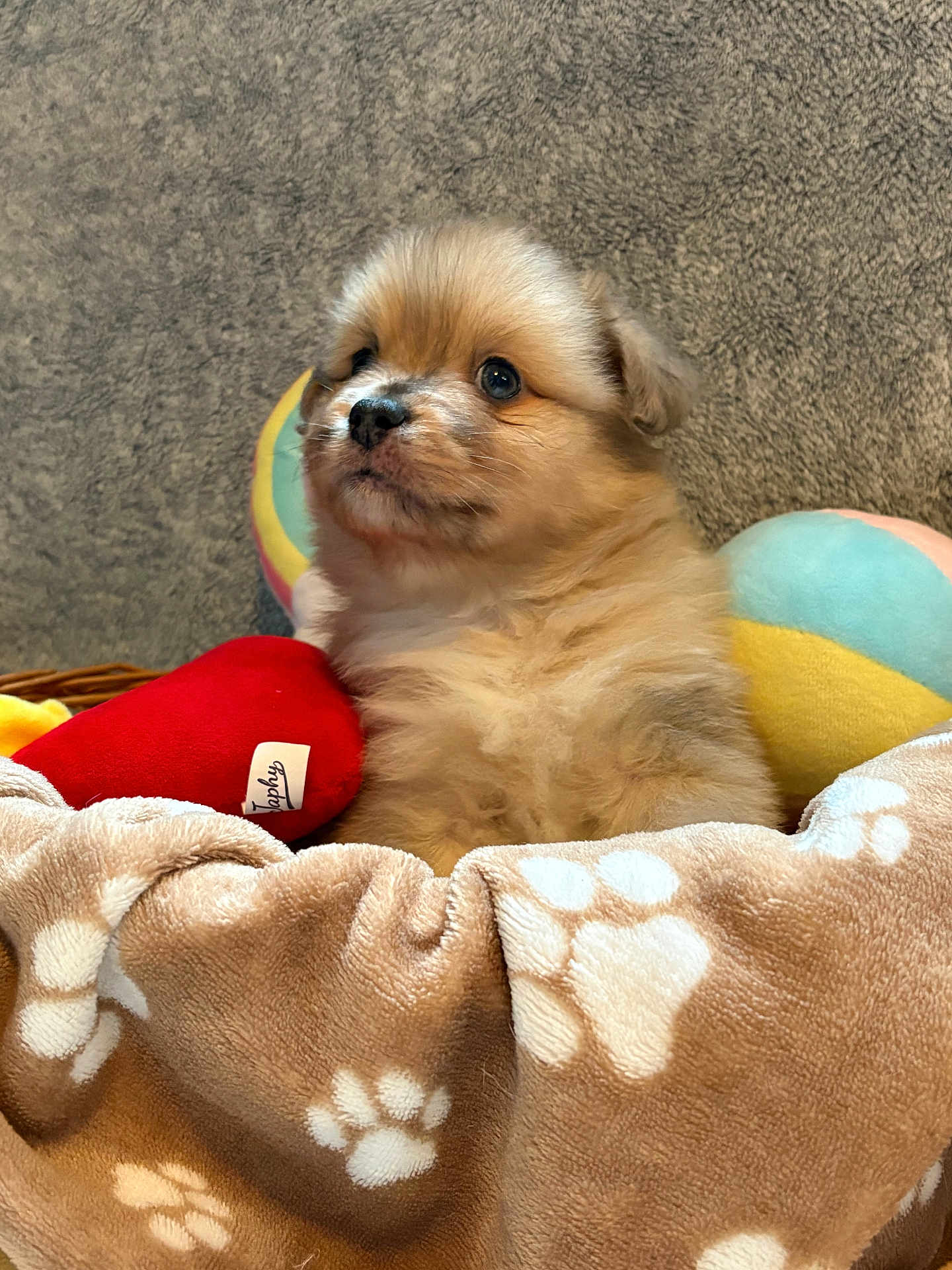 Aiko participe au concours pour gagner de l'argent avec cette photo : puppy, dog, fluffy, blanket, paw_print, toy, heart_shaped_toy, colorful_ball, cozy, cute, pet, fur, small_dog, indoor, soft_texture, close_up, adorable, animal, mammal, young