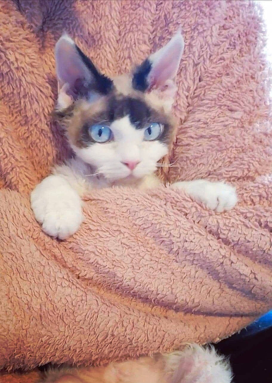 Pin'Up participe au concours pour gagner de l'argent avec cette photo : carnivore, cat, comfort, domestic_short_haired_cat, eye, fawn, felidae, fur, linens, paw, small_to_medium_sized_cats, snout, tail, thread, vertebrate, whiskers, wood, wool, woolen, woven_fabric