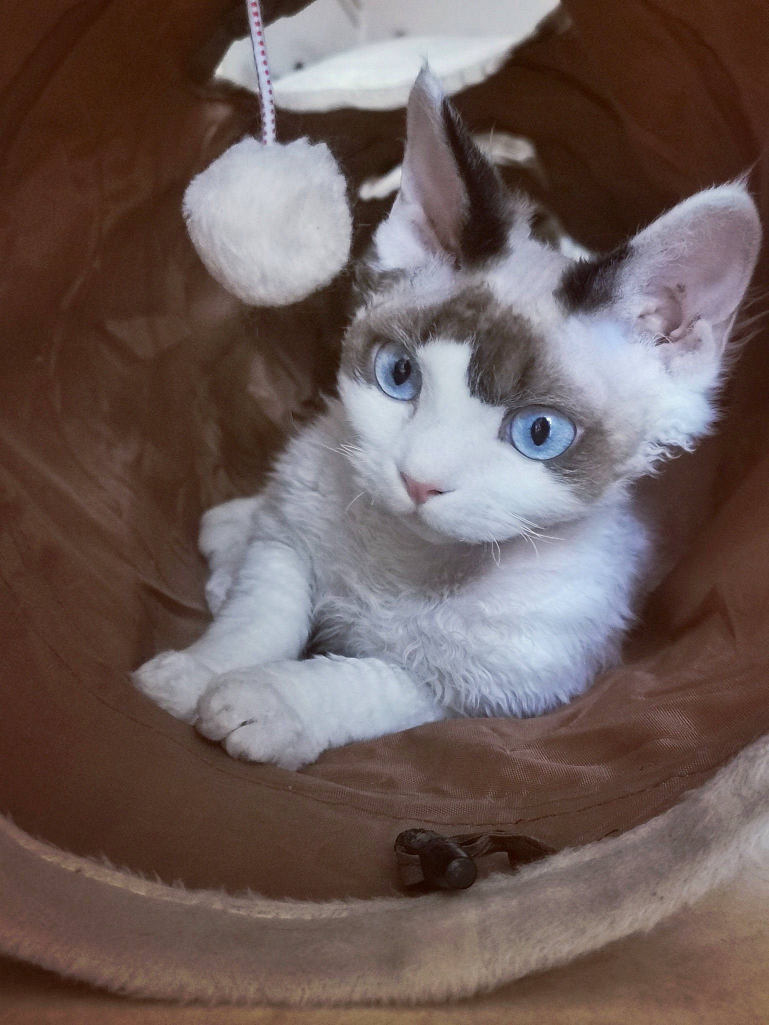 Pin'Up participe au concours pour gagner de l'argent avec cette photo : art, box, carnivore, cat, cat_furniture, cat_supply, comfort, domestic_short_haired_cat, fawn, felidae, fur, paw, pet_supply, photo_caption, small_to_medium_sized_cats, snout, tail, whiskers, wood