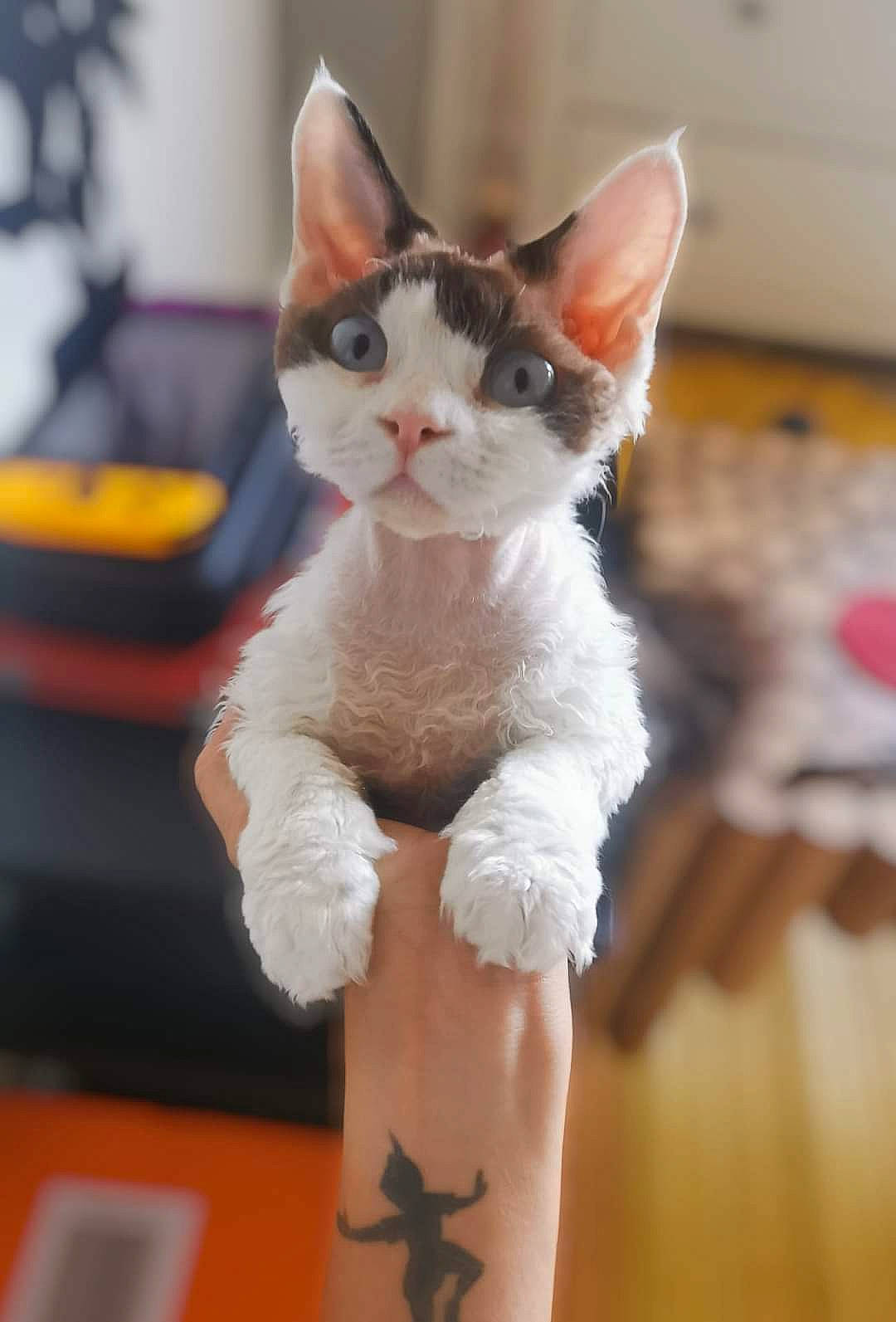 Pin'Up a rejoint le concours — aidez-le/la à gagner de superbes lots ! carnivore, cat, chest, domestic_short_haired_cat, fawn, felidae, fur, human_leg, small_to_medium_sized_cats, tail, temporary_tattoo, toy, whiskers, wood, wrist