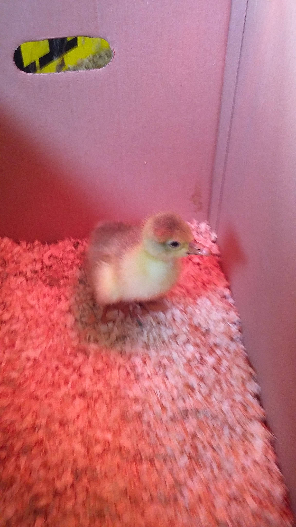 Grace is registered to the contest to win money with this photo: beak, bird, chicken, fawn, fur, hamster, pink, room, tail