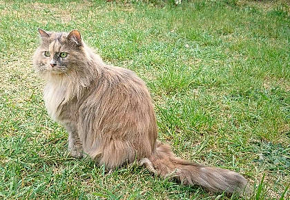 Molly is registered to the contest to win money with this photo: asian_semi_longhair, british_longhair, british_semi_longhair, carnivore, cat, cymric, domestic_long_haired_cat, fawn, felidae, grass, maine_coon, mammal, norwegian_forest_cat, persian, siberian, small_to_medium_sized_cats, tail, vertebrate, whiskers, wild_cat