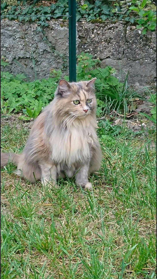 Molly is registered to the contest to win money with this photo: asian_semi_longhair, british_longhair, british_semi_longhair, carnivore, cat, cymric, domestic_long_haired_cat, fawn, felidae, grass, maine_coon, mammal, norwegian_forest_cat, persian, ragamuffin, siberian, small_to_medium_sized_cats, vertebrate, whiskers, wild_cat