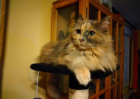 Molly joined the competition — help win amazing prizes! american_curl, asian_semi_longhair, british_longhair, british_semi_longhair, carnivore, cat, cymric, domestic_long_haired_cat, fawn, felidae, kitten, maine_coon, mammal, norwegian_forest_cat, persian, ragamuffin, siberian, small_to_medium_sized_cats, vertebrate, whiskers