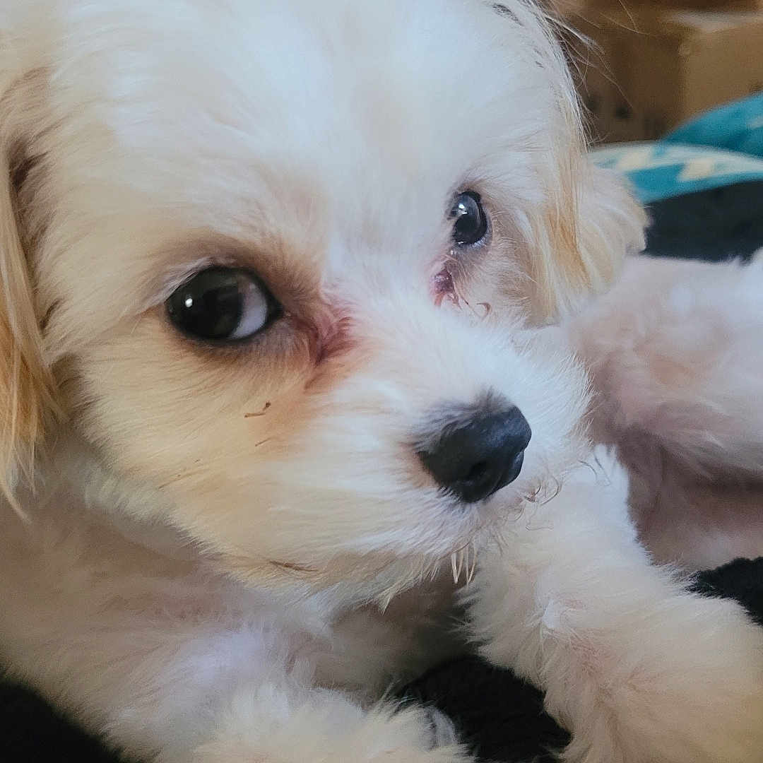 Holly