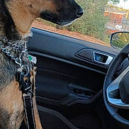 Myka joined the competition — help win amazing prizes! animal, black, brown, calm, canine, car_interior, collar, dashboard, daytime, dog, door, leash, looking_outside, pet, resting, seat, side_mirror, trees, vehicle, window