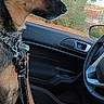 animal, black, brown, calm, canine, car_interior, collar, dashboard, daytime, dog, door, leash, looking_outside, pet, resting, seat, side_mirror, trees, vehicle, window
