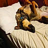 Myka joined the competition — help win amazing prizes! animal, bed, blanket, brown_dog, canine, collar, comfort, cozy, dog, domestic, furniture, house, indoor, laying_down, pet, pillow, relaxed, resting, sleeping_pose, wooden_wall