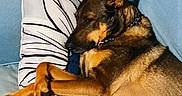 Myka is registered to the contest to win money with this photo: animal, brown_dog, canine, collar, comfort, couch, cozy, crossed_legs, dog, domestic_animal, fur, furniture, home, indoor, living_room, nap, pet, pillow, relaxed, resting
