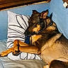 animal, brown_dog, canine, collar, comfort, couch, cozy, crossed_legs, dog, domestic_animal, fur, furniture, home, indoor, living_room, nap, pet, pillow, relaxed, resting