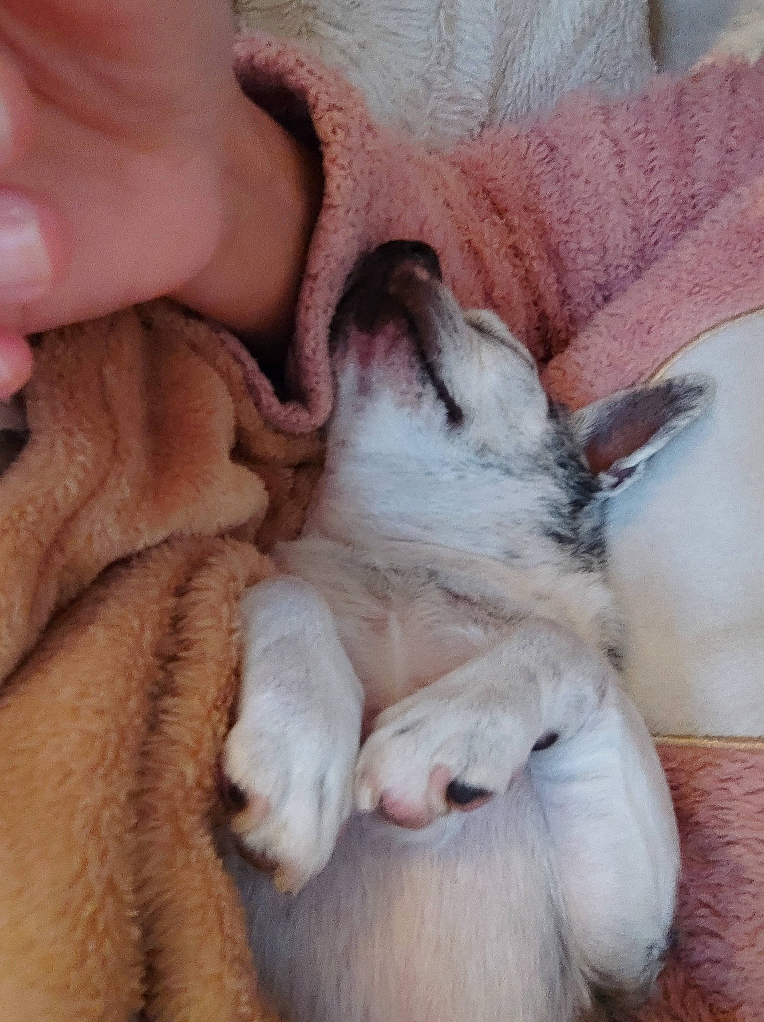 Harry a rejoint le concours — aidez-le/la à gagner de superbes lots ! bored, carnivore, comfort, companion_dog, dog_breed, ear, fawn, felidae, foot, fur, gesture, human_leg, nail, nap, nose, paw, small_to_medium_sized_cats, snout, whiskers, wrinkle