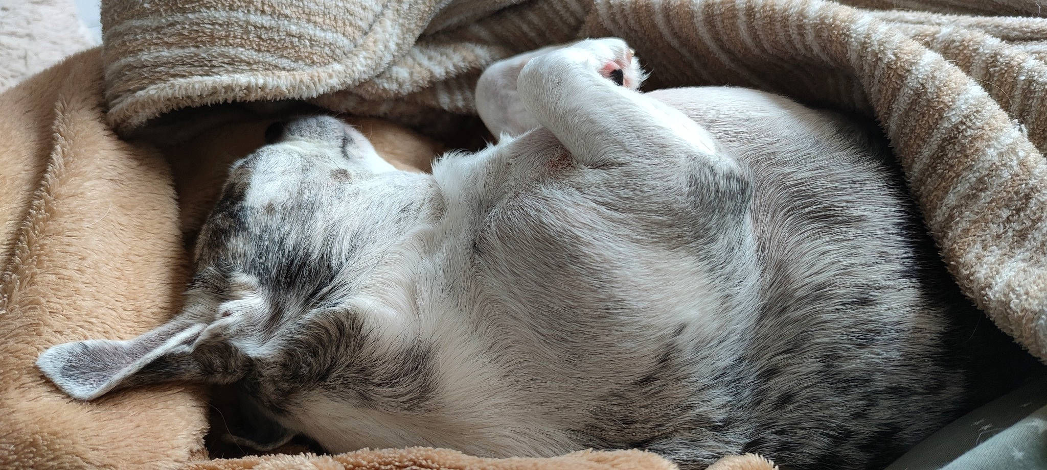 Harry a rejoint le concours — aidez-le/la à gagner de superbes lots ! canidae, carnivore, comfort, companion_dog, dog, dog_breed, fur, nap, paw, snout, sporting_group, terrestrial_animal, whiskers