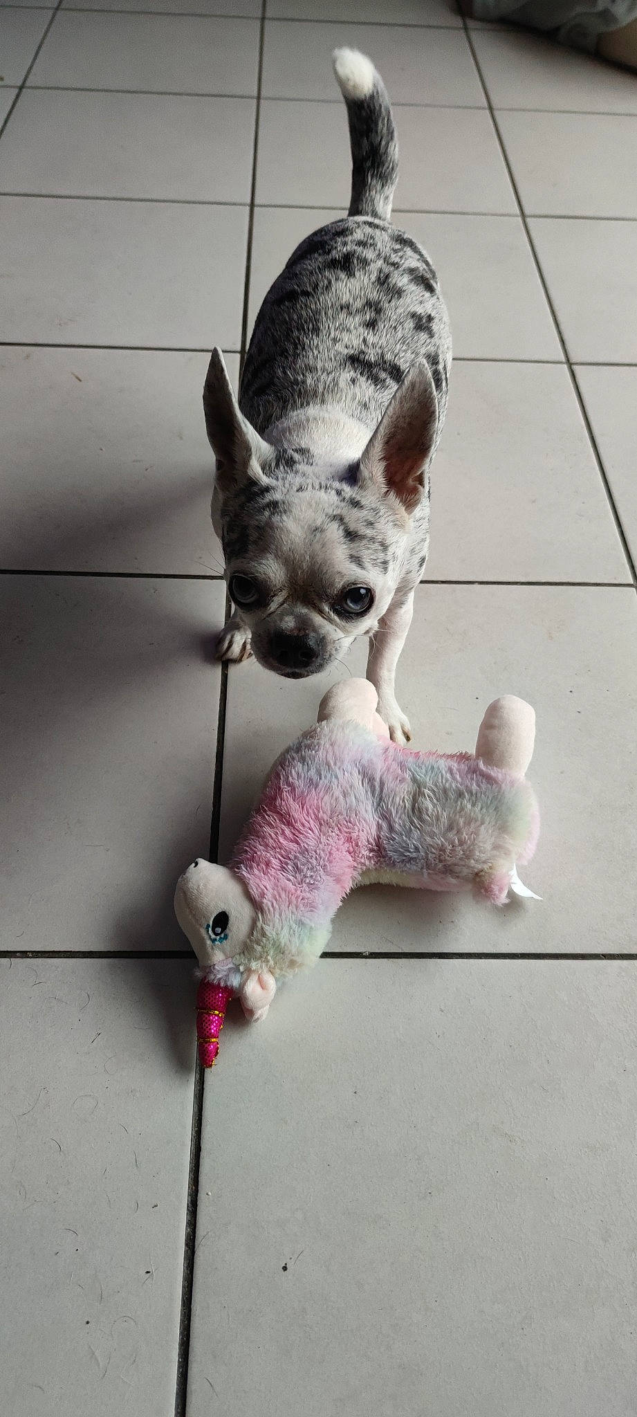 Harry a rejoint le concours — aidez-le/la à gagner de superbes lots ! canidae, carnivore, collar, companion_dog, dog_breed, dog_supply, fawn, felidae, fur, grey, pet_supply, shelf, small_to_medium_sized_cats, snout, stuffed_toy, tail, terrestrial_animal, toy, toy_dog, whiskers