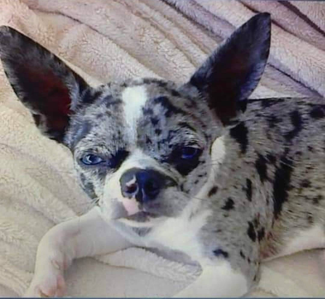 Harry a rejoint le concours — aidez-le/la à gagner de superbes lots ! bored, canidae, carnivore, companion_dog, dog, dog_breed, ear, eye, fawn, fur, koolie, non_sporting_group, paw, snout, sporting_group, terrestrial_animal, texas_heeler, toy_dog, whiskers, working_animal