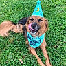 dog, birthday, party_hat, party_sash, golden_dog, grass, outdoor, lying_down, happy, smiling, tongue, nose_licking, floppy_ears, long_fur, brown_fur, turquoise, number_three, celebration, pet, portrait