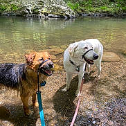 Zeus joined the competition — help win amazing prizes! dogs, two_dogs, golden_dog, white_dog, wet_dog, forest, stream, creek, water, rocks, woodland, outdoors, nature, harness, leash, shallow_water, wet_fur, standing, happy, animal_portrait