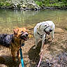 dogs, two_dogs, golden_dog, white_dog, wet_dog, forest, stream, creek, water, rocks, woodland, outdoors, nature, harness, leash, shallow_water, wet_fur, standing, happy, animal_portrait
