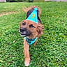 dog, birthday, party_hat, bandana, grinning, outdoor, grass, lawn, garden, pet, animal, portrait, brown_fur, floppy_ears, happy, playful, celebration, house, backyard, daylight