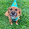 dog, golden_retriever, birthday, party_hat, party_bib, grass, outdoor, portrait, close_up, animal, pet, smiling, happy, festive, costume, blue_hat, greenery, clover, front_view, funny