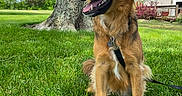 Zeus is registered to the contest to win money with this photo: dog, golden_brown_dog, pet, animal, sitting, smiling, open_mouth, tongue, floppy_ears, leash, collar, grass, lawn, tree, outdoors, backyard, house, sunlight, blue_sky, portrait