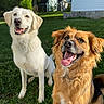 dogs, dog, golden_retriever, mixed_breed, pets, canine, two_animals, happy, smiling, tongue_out, outdoor, backyard, grass, garden, sunlight, portrait, sitting, fluffy, brown_dog, white_dog
