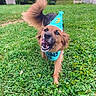 dog, golden_retriever, birthday, party_hat, bandana, smiling, open_mouth, teeth, outdoor, lawn, grass, backyard, garden, tail, fluffy_tail, long_hair, pet, portrait, happy, house