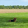 Zeus joined the competition — help win amazing prizes! dog, pet, animal, outdoors, field, grass, greenery, farmland, countryside, rural, trees, sky, clouds, tennis_ball, lying_down, sitting, brown_fur, black_fur, landscape, daylight
