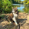 cat, tabby_cat, white_chest, outdoors, woodland, nature, lake, path, leash, collar, sitting, animal_portrait, sunlight, greenery, trees, water, brown_fur, white_fur, domestic_cat, exploration