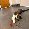 cat, tabby_cat, pet, animal, playful, toy, red_toy, lying_down, stretching, paw, whiskers, face, striped_fur, white_paws, indoor, hallway, tile_floor, doors, feline, photography