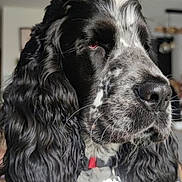 Ben participe au concours pour gagner de l'argent avec cette photo : dog, spaniel, black_and_white, long_ears, floppy_ears, close_up, portrait, pet, collar, indoors, fur, wavy_fur, black_fur, white_fur, gray_muzzle, nose, whiskers, eyes, animal, companion