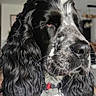dog, spaniel, black_and_white, long_ears, floppy_ears, close_up, portrait, pet, collar, indoors, fur, wavy_fur, black_fur, white_fur, gray_muzzle, nose, whiskers, eyes, animal, companion