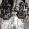 Ben participe au concours pour gagner de l'argent avec cette photo : dog, spaniel, black_and_white, long_hair, curly_fur, floppy_ears, portrait, indoor, pet, canine, sitting, collar, nose, whiskers, fur, close_up, animal, companion, cozy, photography