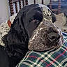 Ben a rejoint le concours — aidez-le/la à gagner de superbes lots ! dog, black_and_white, sleepy, resting, portrait, close_up, indoor, bedroom, blanket, tartan, plaid, bed, furniture, television, cozy, pet, floppy_ears, long_fur, black_fur, white_markings