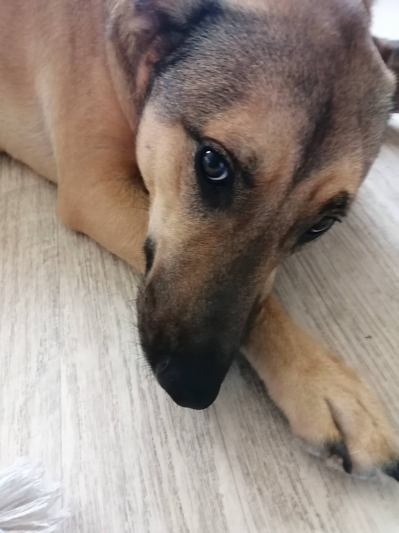 Fleury a rejoint le concours — aidez-le/la à gagner de superbes lots ! bored, canidae, carnivore, companion_dog, dog, dog_breed, fawn, flooring, fur, german_shepherd_dog, hardwood, paw, puppy, sporting_group, street_dog, terrestrial_animal, whiskers, wildlife, wood, working_dog