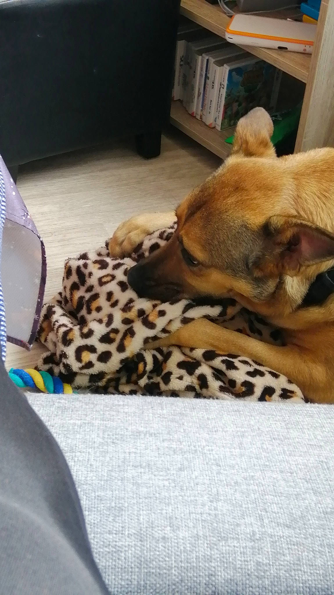 Fleury a rejoint le concours — aidez-le/la à gagner de superbes lots ! canidae, carnivore, comfort, companion_dog, dog, dog_breed, fawn, felidae, flooring, fur, hardwood, mammal, room, small_to_medium_sized_cats, snout, sporting_group, terrestrial_animal, whiskers, wildlife, wood