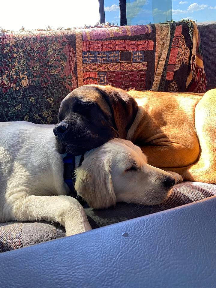 Hector is registered to the contest to win money with this photo: canidae, carnivore, comfort, companion_dog, dog, dog_breed, dog_supply, fawn, fur, guard_dog, mammal, nap, pet_supply, sleep, snout, sporting_group, working_animal