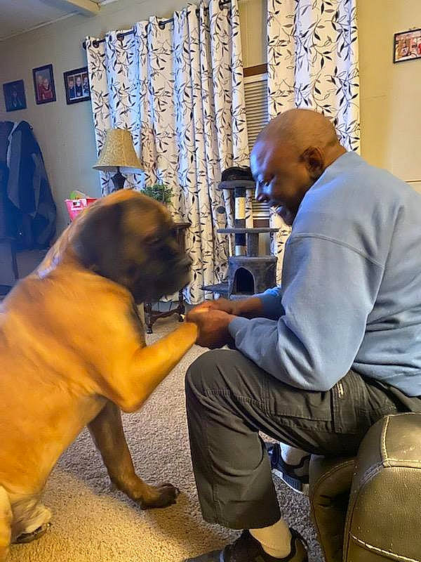 Hector joined the competition — help win amazing prizes! blue, carnivore, chair, companion_dog, conversation, curtain, dog, dog_breed, event, fawn, flooring, guard_dog, leisure, luggage_and_bags, room, sandal, sitting, smile, t_shirt, working_animal