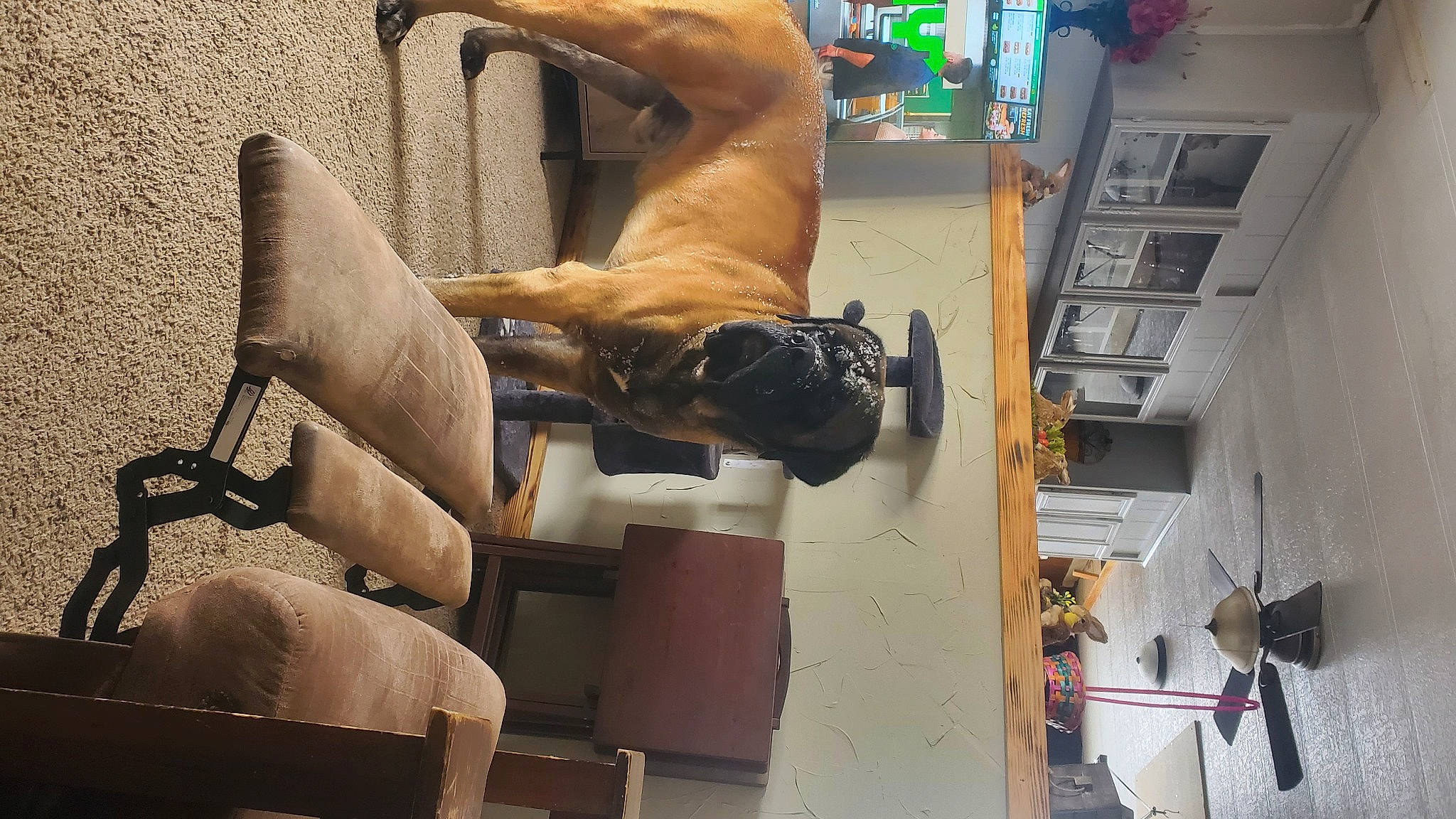 Hector joined the competition — help win amazing prizes! art, barechested, carnivore, chest, dog, dog_breed, fawn, flooring, guard_dog, human_leg, machine, room, sculpture, sporting_group, statue, thigh, working_animal