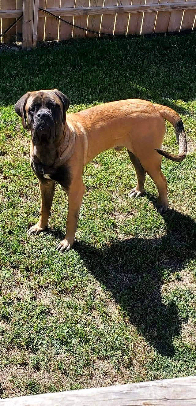 Hector is registered to the contest to win money with this photo: ancient_dog_breeds, boxer, bulldog, canidae, carnivore, companion_dog, dog, dog_breed, fawn, grass, guard_dog, molosser, non_sporting_group, plant, snout, sporting_group, tail, working_animal, working_dog, wrinkle
