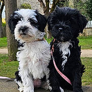 Lili Violette a rejoint le concours — aidez-le/la à gagner de superbes lots ! animal, black_and_white, companions, curious, cute, dog, fluffy, friendship, furry, grass, leash, nature, outdoor, park, pets, puppy, sitting, stone_ledge, trees, young