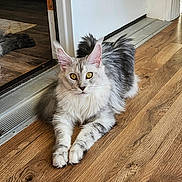 Snow joined the competition — help win amazing prizes! animal, cat, curious, domestic, door, ears, feline, fluffy, home, indoor, mammal, paws, pet, reflection, relaxed, silver_fur, whiskers, white_fur, wooden_floor, yellow_eyes